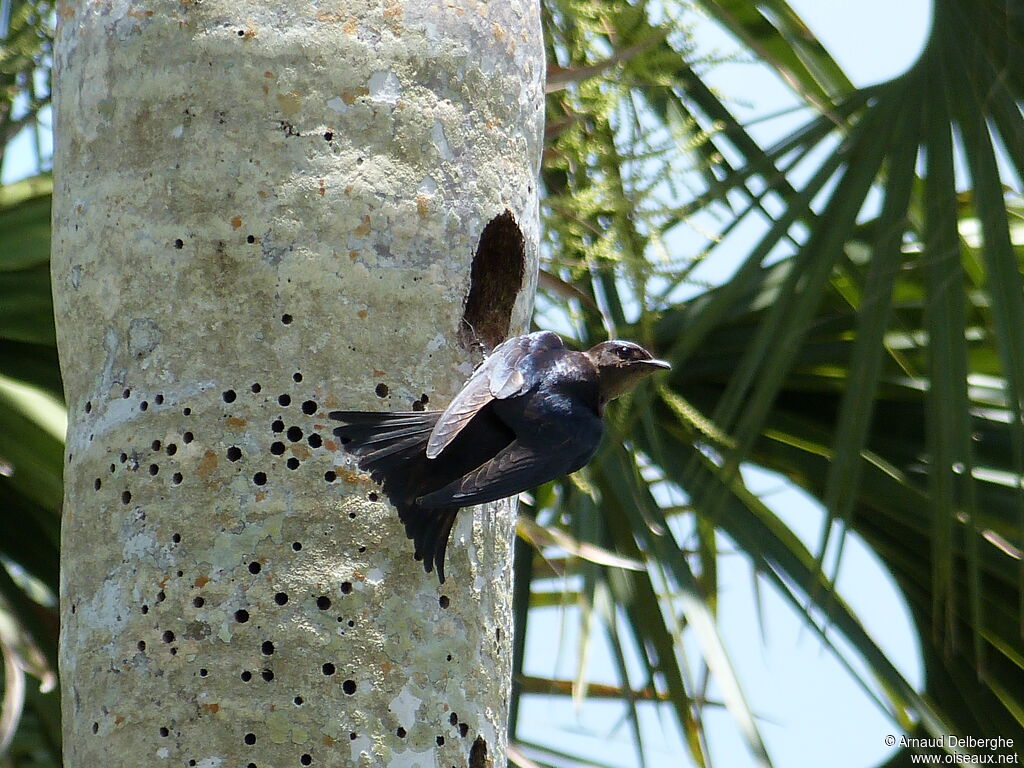 Cuban Martin