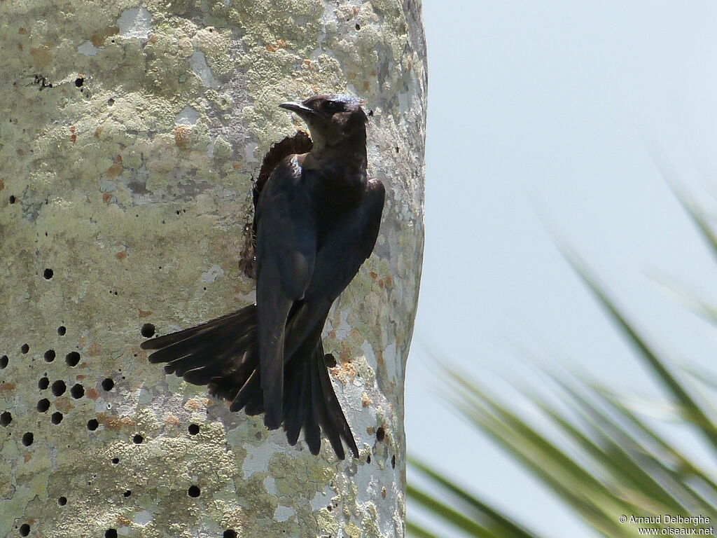 Hirondelle de Cuba