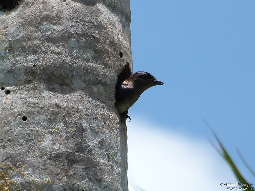 Hirondelle de Cuba