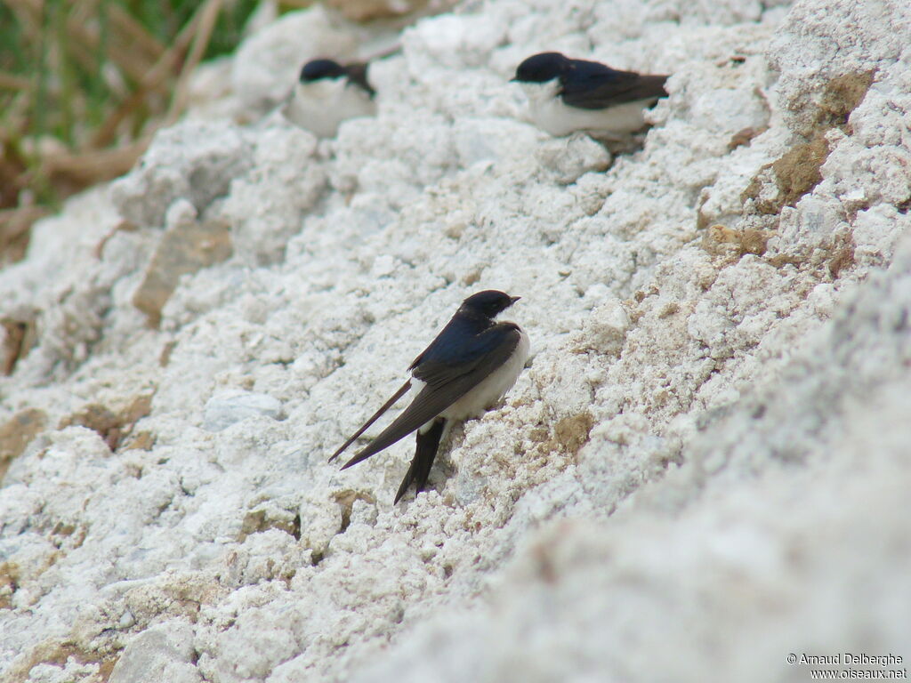 Common House Martin