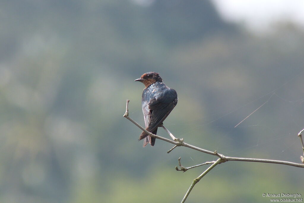 Hirondelle de Tahiti