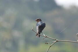 Hirondelle de Tahiti