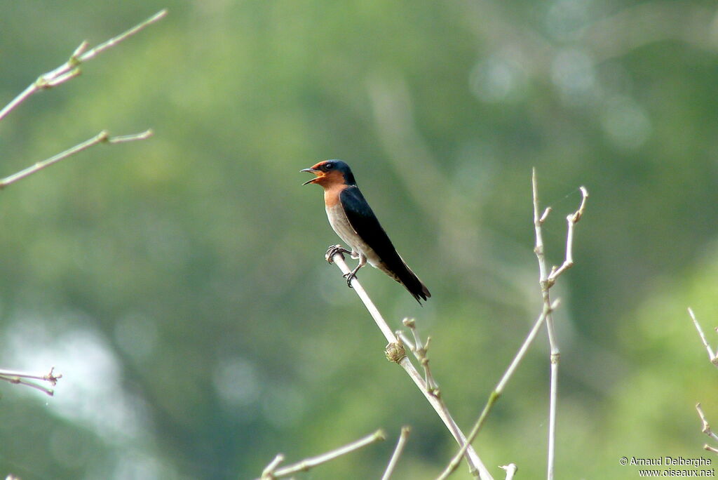 Hirondelle de Tahiti