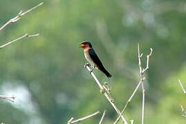 Pacific Swallow