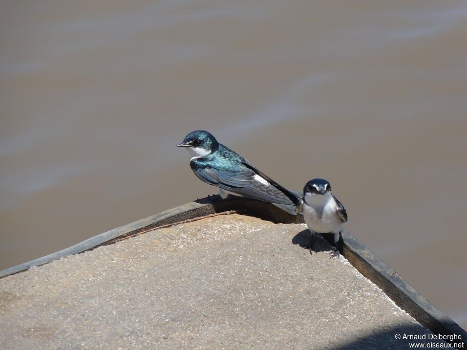 Mangrove Swallow