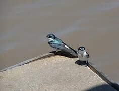 Mangrove Swallow