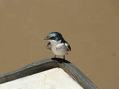 Mangrove Swallow