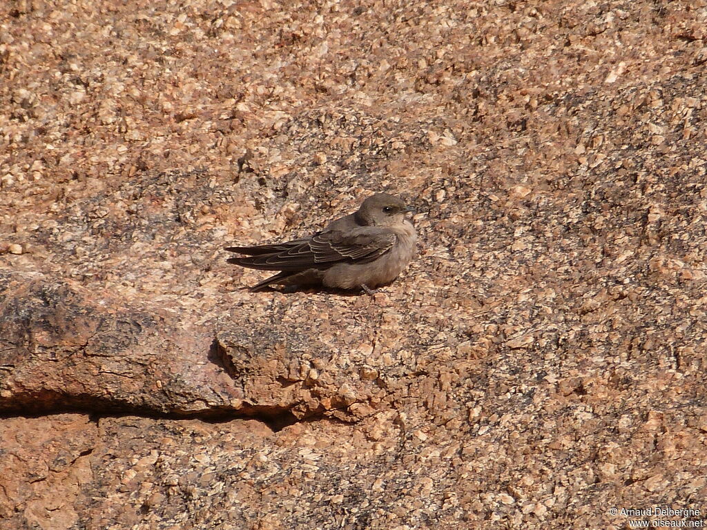 Hirondelle isabelline