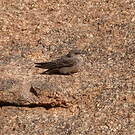 Hirondelle isabelline