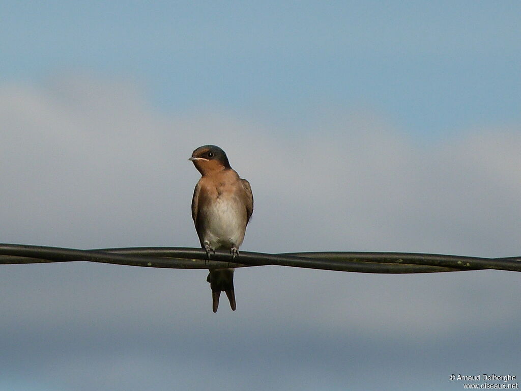 Welcome Swallow