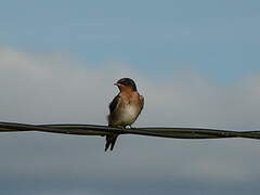 Welcome Swallow