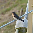 Hirondelle messagère