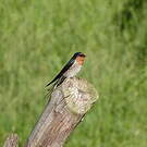 Hirondelle messagère