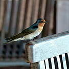 Hirondelle messagère