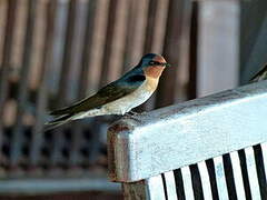 Welcome Swallow