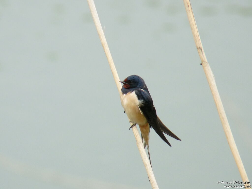 Barn Swallow