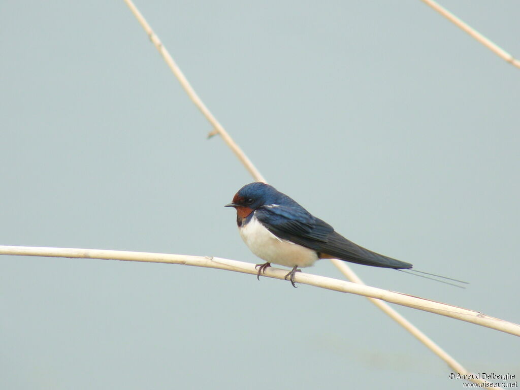 Barn Swallow