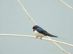 Barn Swallow