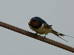 Barn Swallow