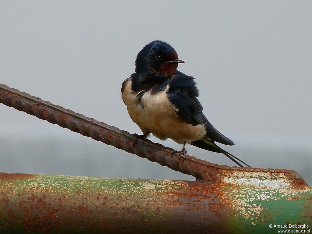 Barn Swallow