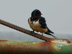 Barn Swallow