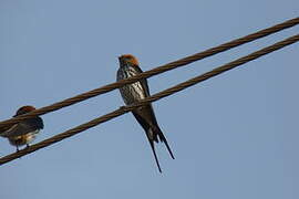 Lesser Striped Swallow