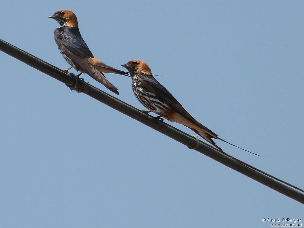 Lesser Striped Swallow