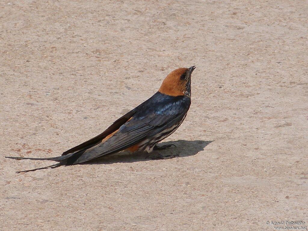 Lesser Striped Swallow