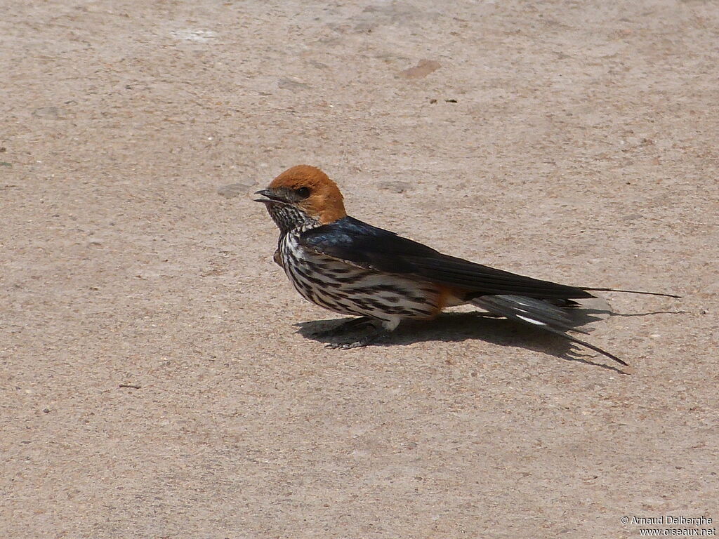 Hirondelle striée