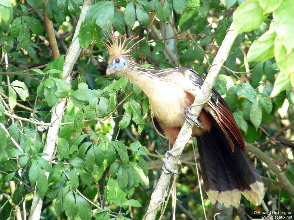 Hoatzin