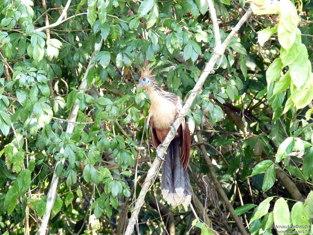 Hoatzin