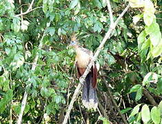 Hoatzin