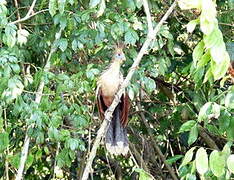 Hoatzin