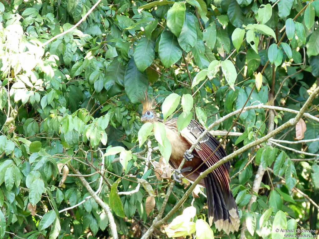 Hoatzin