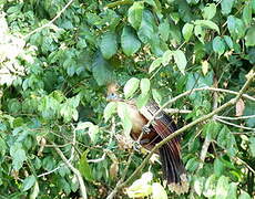 Hoatzin