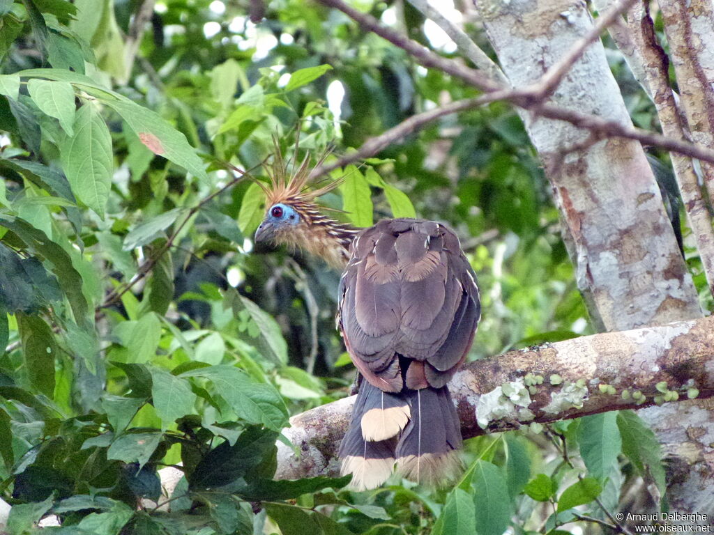 Hoatzin