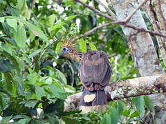 Hoatzin