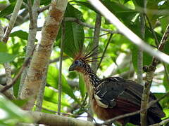 Hoatzin