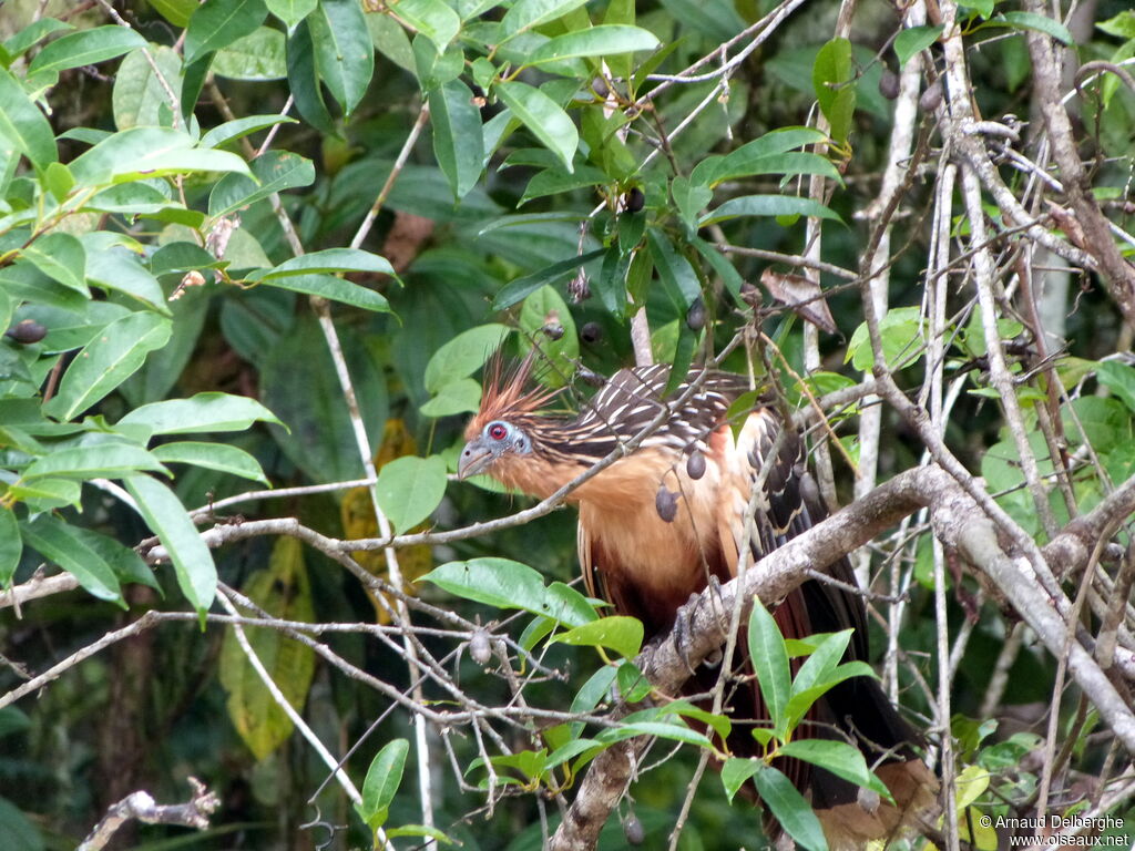 Hoatzin