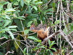 Hoatzin