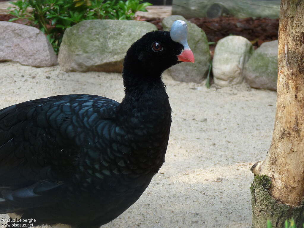 Helmeted Curassow