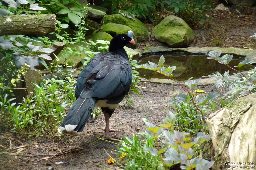 Helmeted Curassow