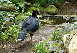 Helmeted Curassow