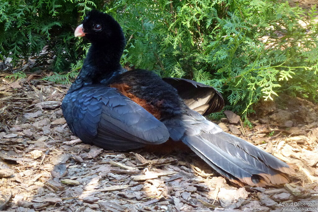 Crestless Curassow