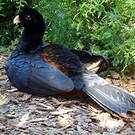 Hocco de Spix