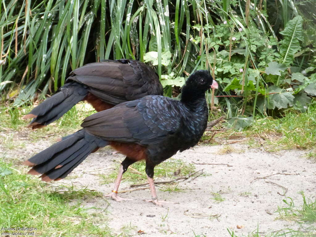 Crestless Curassowadult, identification