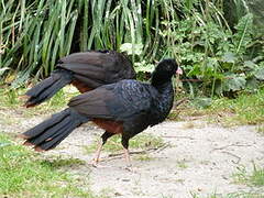 Crestless Curassow