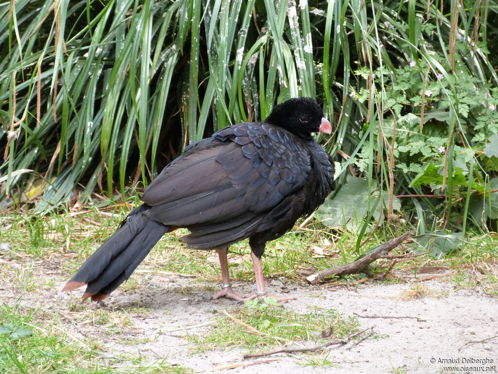 Crestless Curassow