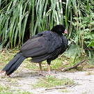 Hocco de Spix