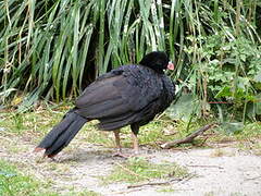 Crestless Curassow